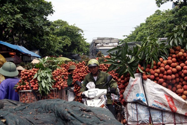 Thu mua lá vải giữa mùa vải rộ.