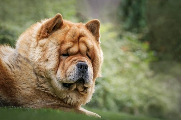 Chú chó đáng yêu có gương mặt không khác gì gấu nhồi bông