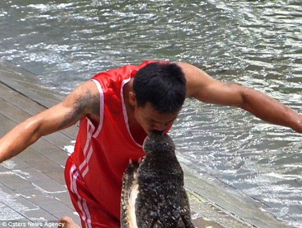 Nụ hôn đầy rủi ro giữa nam huấn luyện viên và cá sấu trước sự theo dõi của khách du lịch.