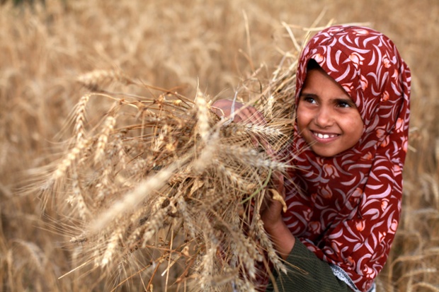 Bé gái người Palestine vác lúa mì trại một trang tại ở gần thành phố Gaza.