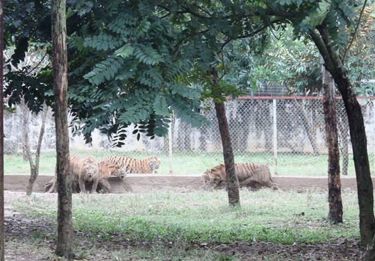 Phía trong, những chú chúa sơn lâm được ngăn ra thành nhiều khu khác nhau bằng những thanh sắt và lưới thép B40