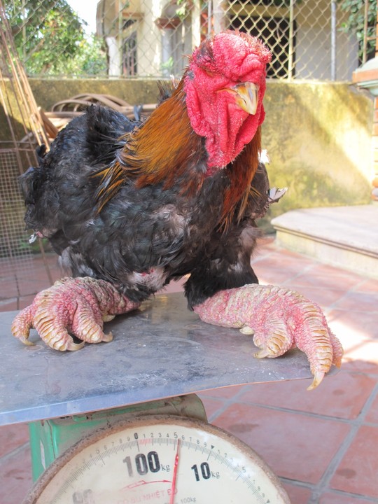 Một chú gà trống Đông Tảo trưởng thành nặng gần 6 kg, thậm chí còn có thể nặng hơn 7 kg.