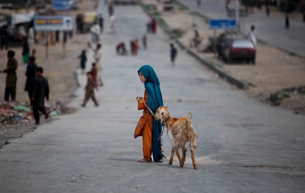 Bé gái dắt dê trên đường ở ngoại ô thành phố slamabad, Pakistan.