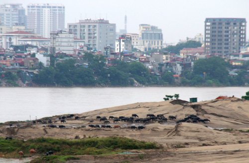 bãi-sông-hồng, trồng-ổi, ổi-găng, nông-sản, nông-nghiệp, trồng-rau, nuôi-trâu