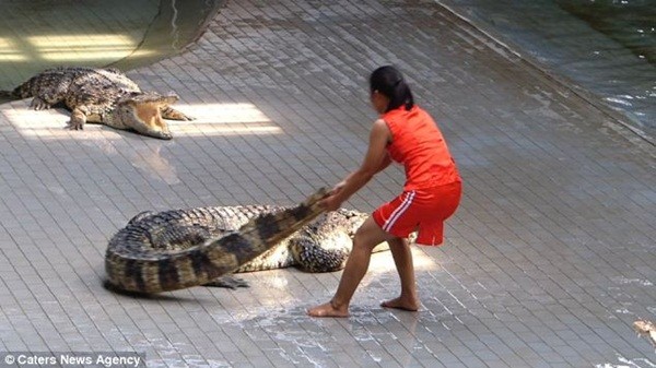 Huấn luyện viên kéo con cá sấu đi trên sàn trước khi thực hiện màn biểu diễn nguy hiểm khiến khán giả nghẹt thở.