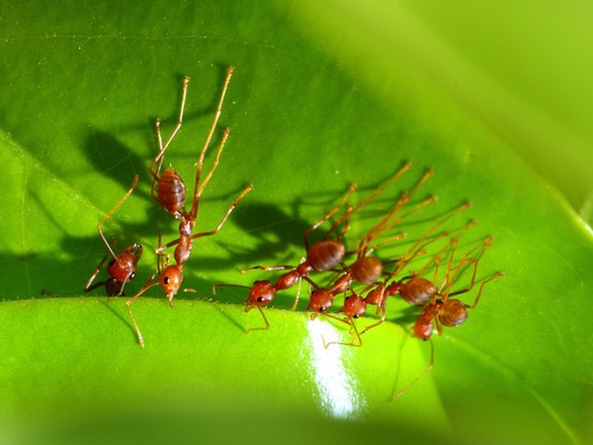 Những món ăn lạ đời nhất quả đất