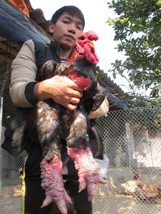 Anh Giang Tuấn Vũ-chủ trại gà ông Phúc bên con gà trống nặng hơn 5kg chuẩn bị giao cho khách hàng