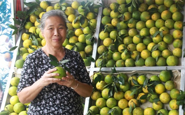 Bà Nguyễn Thị Hằng, với thương hiệu “Hà Cam” đã trồng và buôn bán cam hàng chục năm nay cho biết, cam thường được phân ra hai loại, loại một khoảng 40.000 đồng/kg, loại 2 tùy theo từng loại cam có thể dao động từ 25.000 – 30.000 đồng/kg.