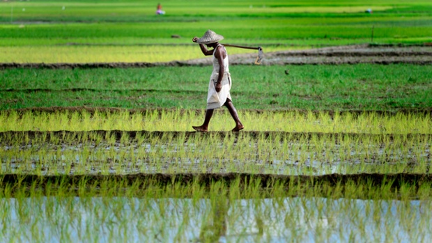 Một người đàn ông đi thăm đồng sau khi cây lúa ở Krishnai, Ấn Độ.