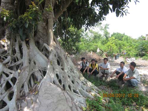 Bộ rễ cây đa có đường kính 5m