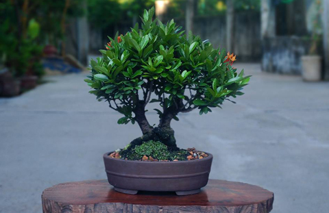 cây cảnh, bonsai, nghệ thuật, siêu phẩm...