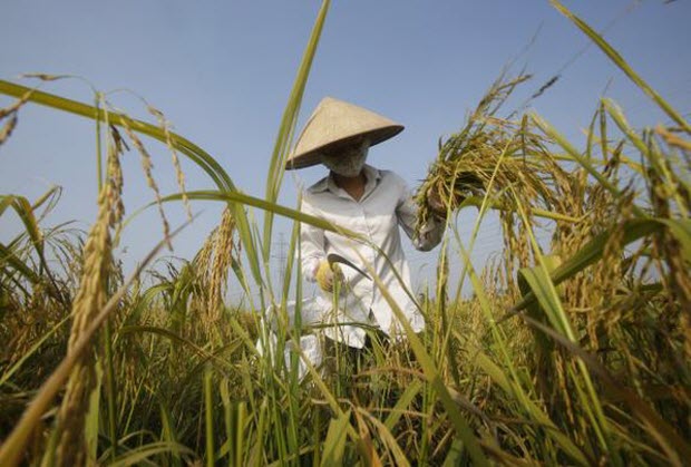 Nông dân thu hoạch lúa chín tại làng Đồng Trì, ngoại thành Hà Nội.