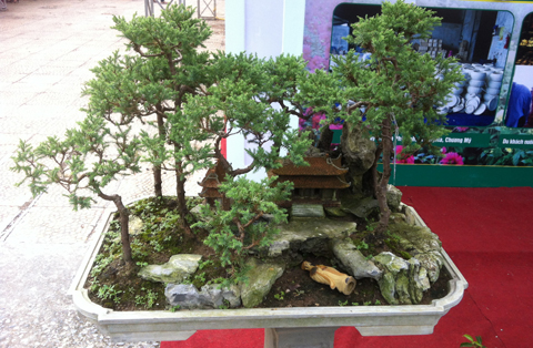 bonsai, cây cảnh, siêu cây, Sơn Tây...