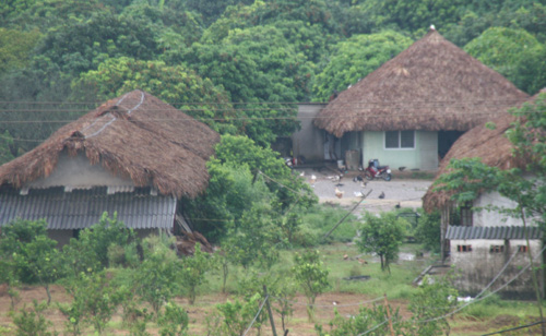 bãi-sông-hồng, trồng-ổi, ổi-găng, nông-sản, nông-nghiệp, trồng-rau, nuôi-trâu