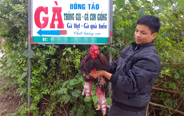 gà-đông-tảo, chân-khủng, thực-phẩm, Tết