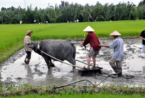 khách-nước-ngoài, khách-Tây, nông-dân, Hội-An, cấy-lúa, giã-gạo, thổi-cmw, trồng-rau, Cẩm-Thanh, Trà-Quế