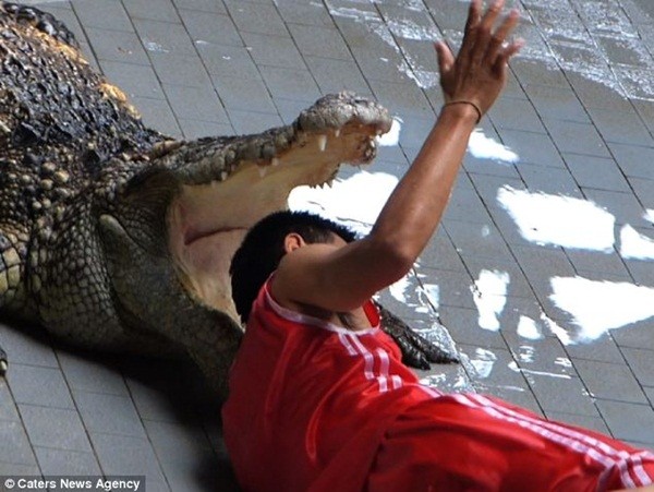 Nam huấn luyện viên vẫy tay chào khán giản khi anh vừa đặt đầu mình vào hàm cá sấu.