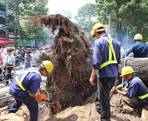 Công nhân Công ty TNHH MTV Công viên cây xanh thành phố đang khẩn trương dọn dẹp, cắt rời từng đoạn cây để giải tỏa hiện trường