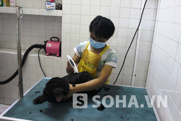Nguyễn Đức Chính đang cắt tỉa lông cho thú cưng của khách hàng.