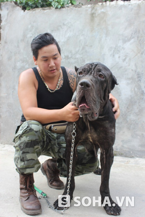 A Báo (giống chó Napolitan Mastiff) với tính cách hung dữ, tính đầu đàn cao.