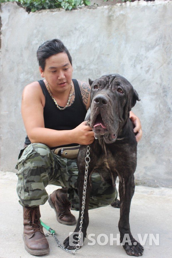 Dòng chó Neapolitan Mastiff - chàng khổng lồ nước Ý là giống chó hung dữ.