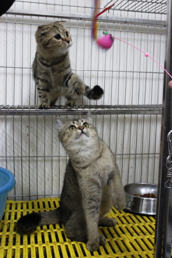 Những chú mèo xinh xắn của Trung