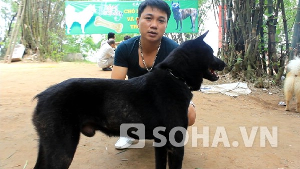 Giống chó cộc đuôi H’Mông bản địa được giới Hà Thành săn lùng.