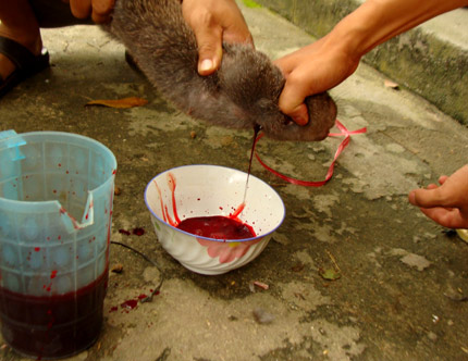 Tiết canh dúi ở Hà Giang