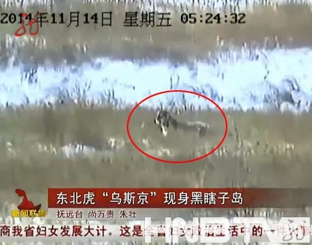 Hình ảnh Ustin - chú hổ thứ 2 được ông Putin phóng sinh vượt biên sang Trung Quốc - được phía Trung Quốc quay phim lại.