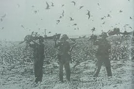 Chim biển và vích - bạn của lính đặc công trên đảo