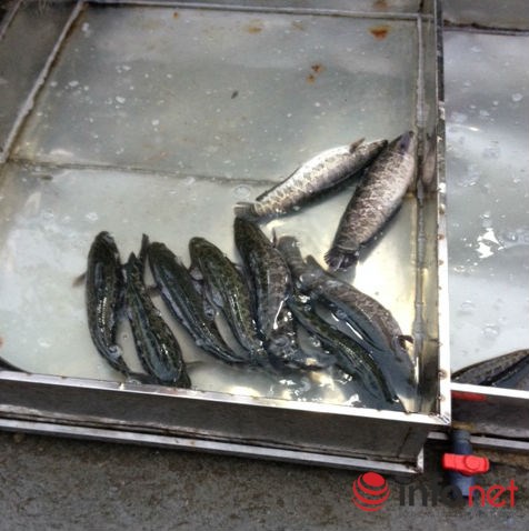 Một trong những đặc điểm nhận dạng cá quả Trung Quốc là phần bụng cá to, tròn.