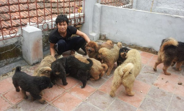 Cơ hội du học bên Trung Quốc – cái nôi của dòng chó Ngao Tây Tạng đã giúp chàng trai đất Mỏ tìm hiểu, mê mẩn loài chó này nhiều hơn và anh quyết định “đi buôn chó Ngao về Việt Nam”.