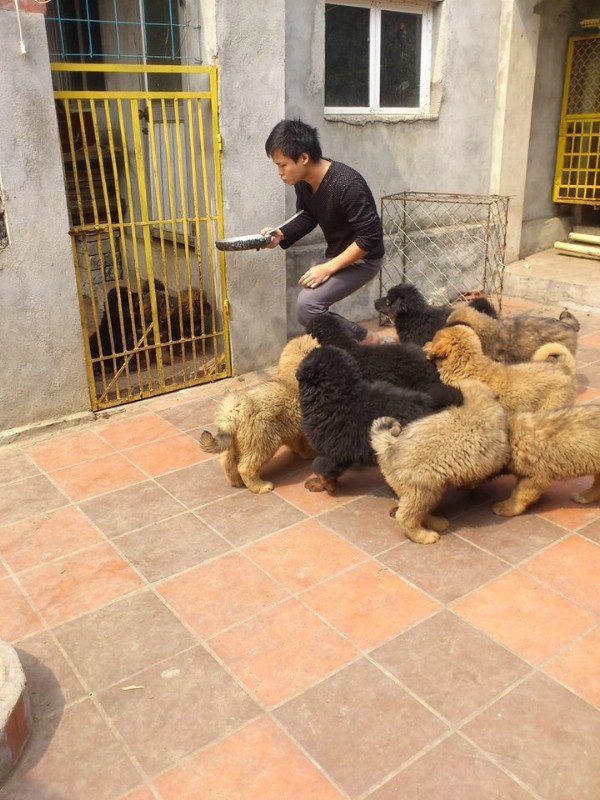 Ban đầu bỏ ra hơn 30 triệu đồng nhờ vay mượn, Kiều Văn Hoàng buôn bán giống chó này từ Trung Quốc về Việt Nam. Sau đó, anh đầu tư thêm, học hỏi cách nuôi, nhân giống loài chó quý hiếm này tại trại mang tên Phượng Hoàng (Quảng Yên, Quảng Ninh).