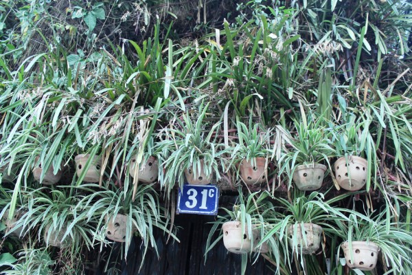 Hai mặt của ngôi nhà số 31 đường Nguyễn Huy Tưởng (Thanh Xuân, Hà Nội) được bao trùm toàn bộ màu xanh của cây cối, chỉ để độc lối ra vào…là một trong những căn nhà độc đáo nhất ở thủ đô.