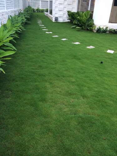 Khu vườn rộng được chăm sóc kỹ lưỡng với những bãi cỏ xanh mướt trong biệt thự rộng 300m2 của Thủy Tiên - Công Vinh.