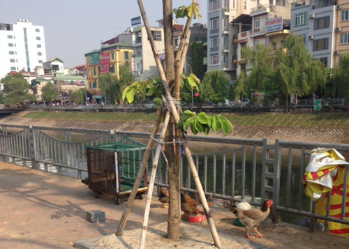 Phong trào nuôi gà đang rộ lên ở Hà Nội, tại nhiều tuyến phố, người dân dễ dàng bắt gặp những chiếc lồng và đàn gà nuôi thả trên vỉa hè.