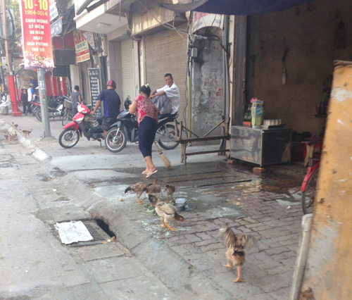 Việc nuôi gà trên phố gây nhếch nhác bẩn thỉu vỉa hè bởi thức ăn rơi vãi và phân gà.