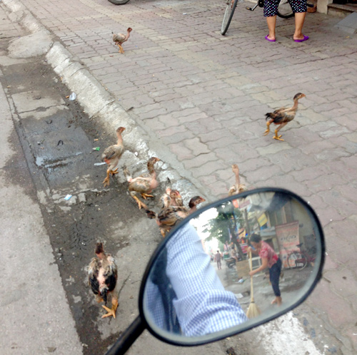 Việc nuôi gà trên vỉa hè không chỉ mất vệ sinh mà còn gây phiền toái cho người đi đường, gây mất an toàn giao thông.