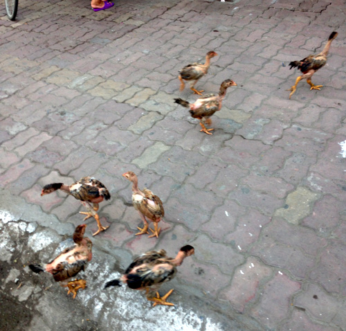 Một đàn gà ri được nuôi thả ngay trên vỉa hè, những con gà này kiếm ăn trên phố Bạch Mai.