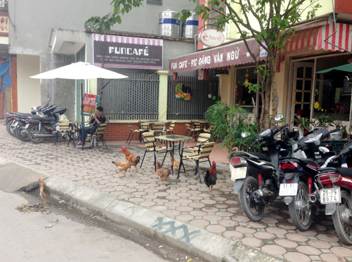 Đàn gà còn lang thang tới quán cafe (Hình ảnh trên đường Đặng Văn Ngữ)