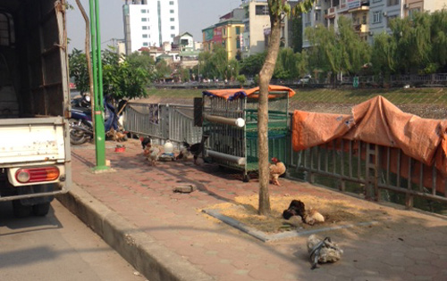 Hình ảnh những chiếc lồng gà nhếch nhác, lấn chiếm vỉa hè trên đường Kim Giang, Đại Kim.