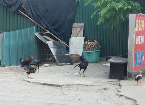 Người dân tận dụng mọi chỗ trên vỉa hè để nuôi gà.