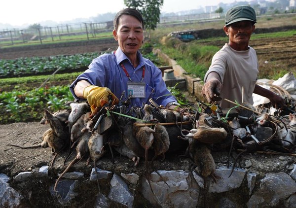 Ông Trần Quang Thiều (trái) và những con chuột mà ông tiêu diệt trên một cánh đồng ở ngoại ô Hà Nội