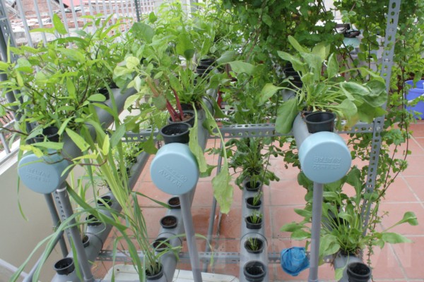Chỉ cần những vật có thể đựng được nước là có thể có được vườn rau xanh tại nhà