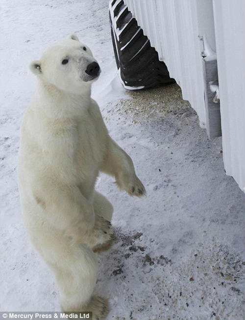 Hình ảnh chú gấu Bắc cực được chụp từ trên ban công khách sạn.