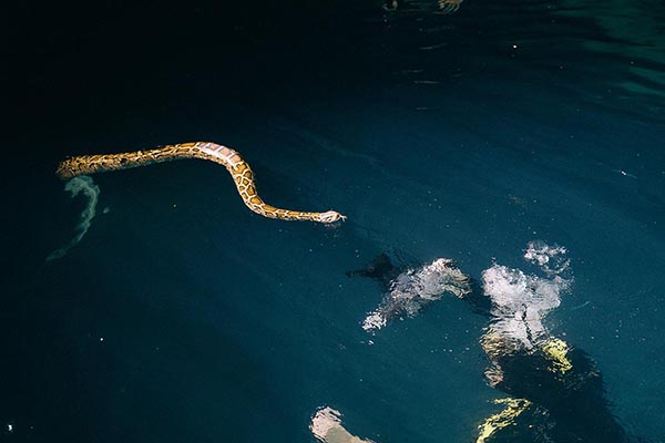Được biết, trong music video sắp phát hành Phạm Anh Khoa phải diễn chung với một con trăn khổng lồ ở dưới hồ nước trong tình trạng bị trói buộc với một chiếc xích lớn.