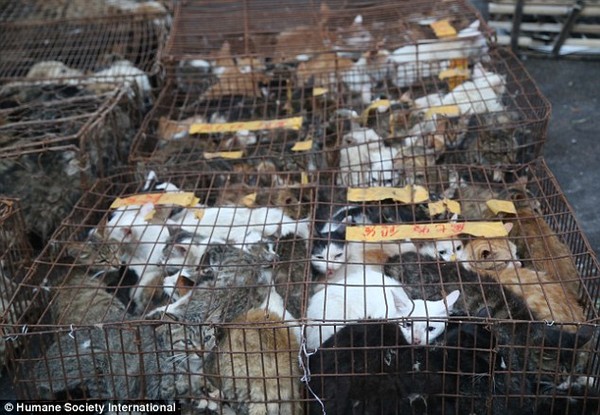 Vài ngày trước khi lễ hội thịt chó lớn nhất Trung Quốc diễn ra tại thành phố Ngọc Lâm, tỉnh Quảng Tây, Trung Quốc, người dân nơi đây đã tấp nập chuẩn bị mua bán và giết thịt hàng trăm con chó mèo.