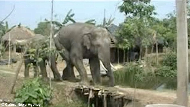 Đàn voi hoang xâm nhập và phát hoại nhà cửa, cây cối tại một ngôi làng ở ngoại ô thành phố Murshidabad, Ấn Độ.
