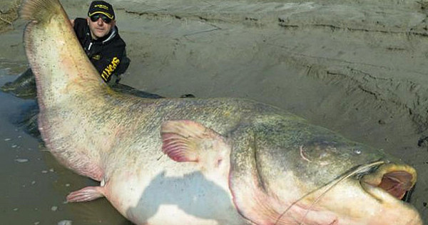 Con cá da trơn khổng lồ trăm tuổi.