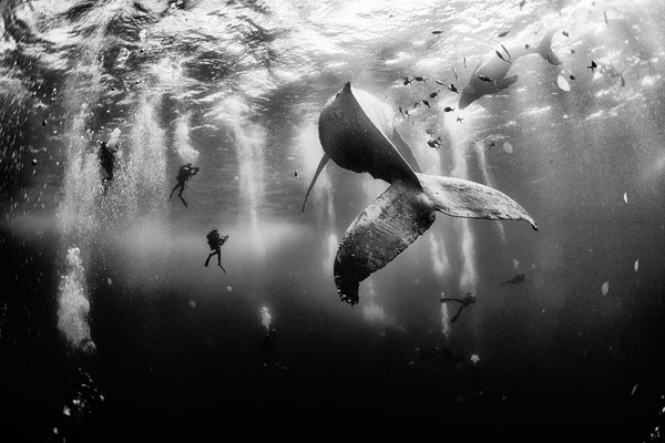 
Tác phẩm giành chiến thắng trong cuộc thi năm nay đó là bức ảnh “Những chú cá voi lưng gù” của tác giả Anuar Patjane. Bức ảnh ghi lại khoảnh khắc của một người thợ lặn đang bơi gần một chú cá voi lưng gù tại bờ biển phía Tây Mexico.(Tác giả: Anuar Patjane)
